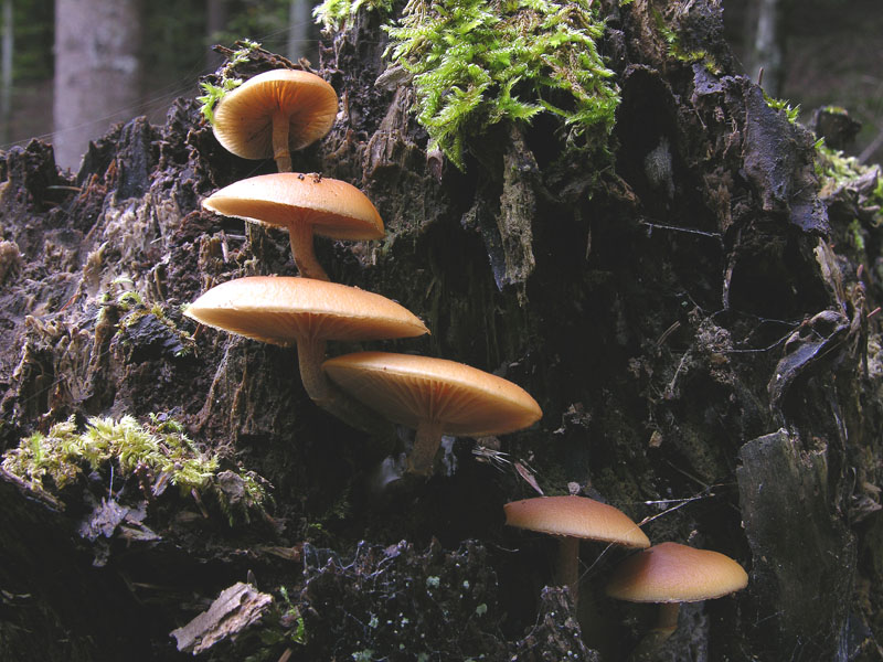 Galerina da determinare n0039(2007)